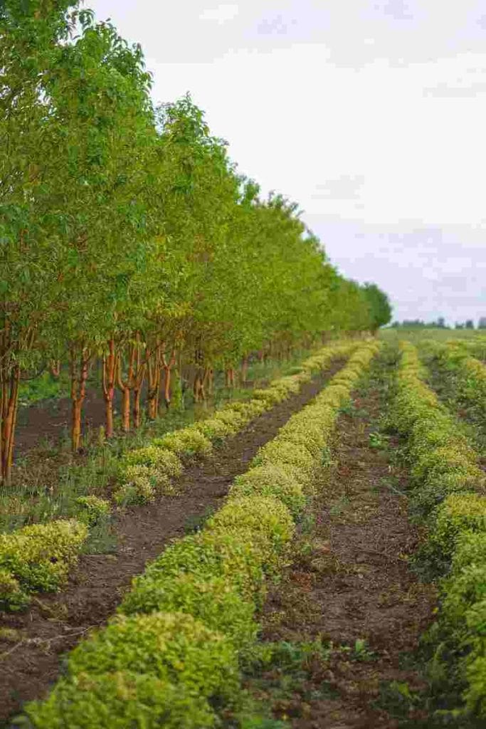 healthy soil - best soil for garden beds