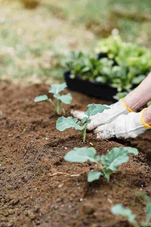 Fertiliser to for healthy plants