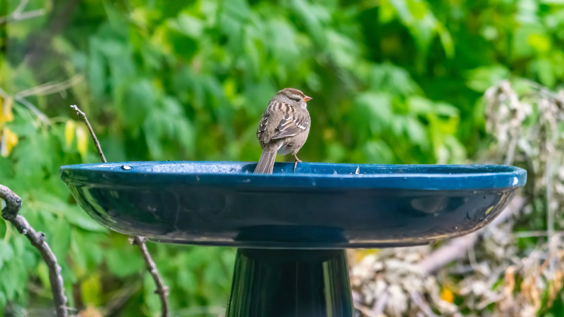 bird bath