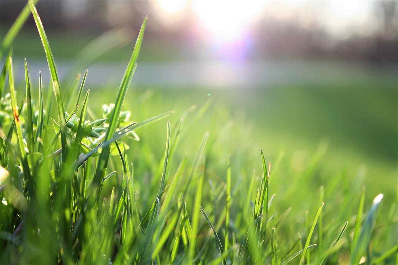 How long does grass seed take to grow?