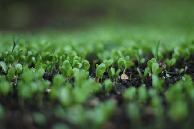 grass seeds sprouting