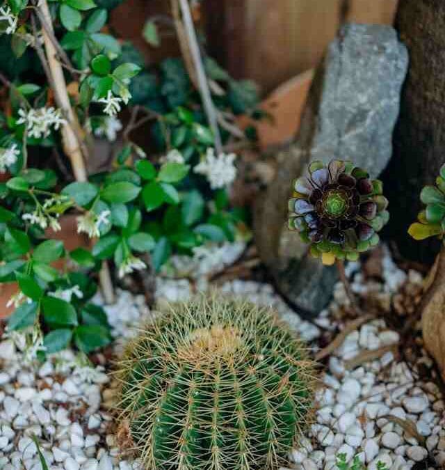 Best decorative pebbles near Woolgoolga for garden beds