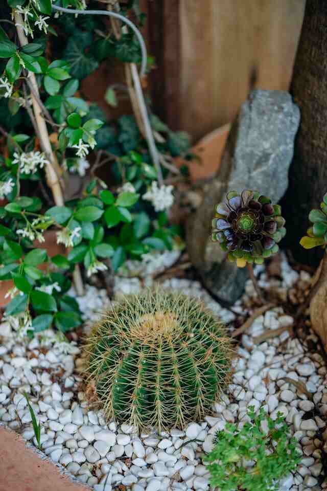 white pebbles around cactus