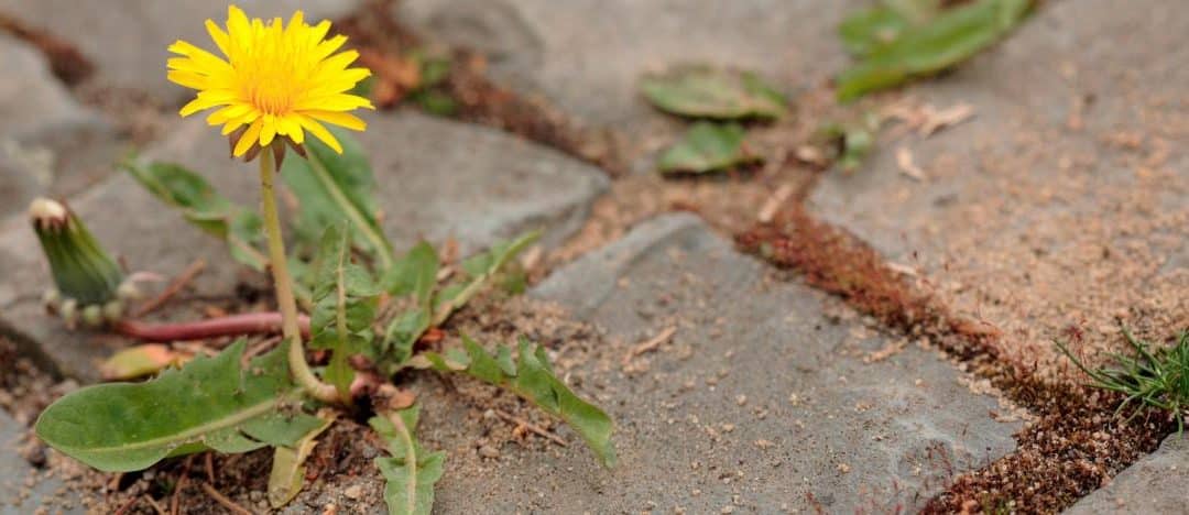 How to stop weeds in paths and patios.