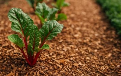 Are wood chips safe for vegetable gardens